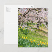Uitzicht van Cherry-bloesems (& Wild Daffodil) Briefkaart (Voorkant / Achterkant)