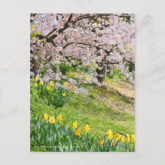 Uitzicht van Cherry-bloesems (& Wild Daffodil) Briefkaart