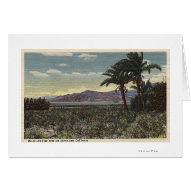 Uitzicht van Dates Groei nabij het Zee Salton (Voorkant Horizontaal)