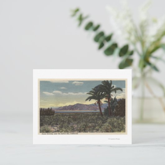Uitzicht van Dates Groei nabij het Zee Salton Briefkaart (Staand voorkant)