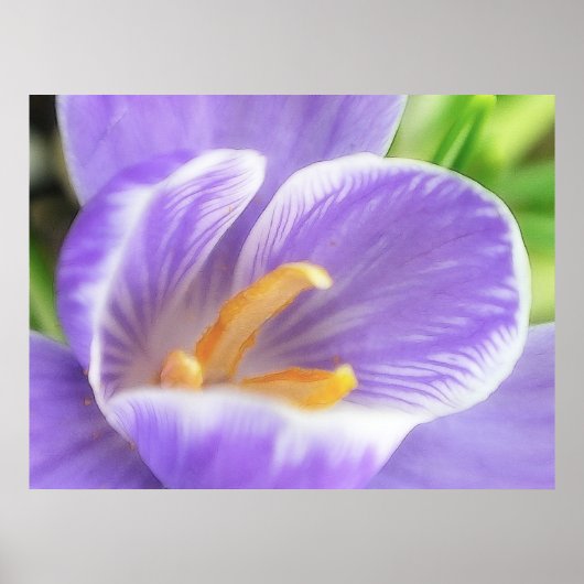 Uitzicht van de bijenoog - Crocus Poster (Voorkant)