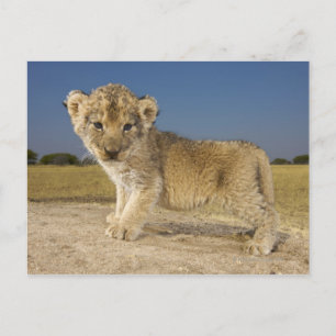 Uitzicht van de jonge leeuwenkub (Panthera leo), e Briefkaart