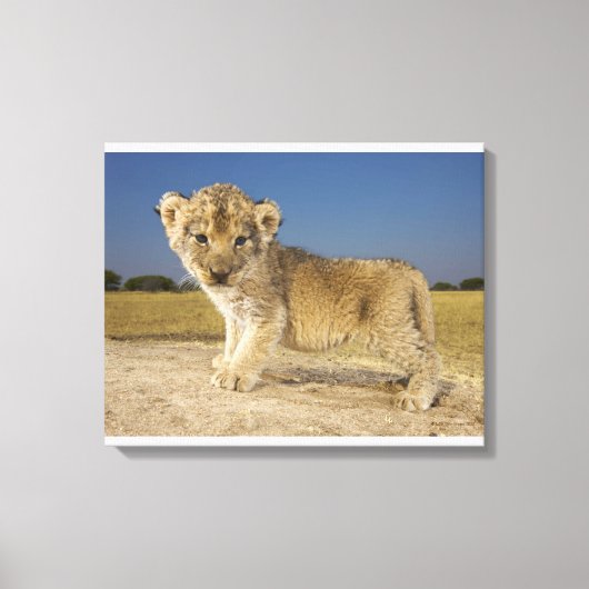 Uitzicht van de jonge leeuwenkub (Panthera leo), e Canvas Afdruk (Voorkant)
