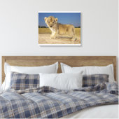 Uitzicht van de jonge leeuwenkub (Panthera leo), e Canvas Afdruk (Insitu (Slaapkamer))