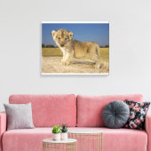 Uitzicht van de jonge leeuwenkub (Panthera leo), e Canvas Afdruk (Insitu (Woonkamer))