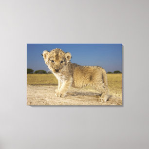 Uitzicht van de jonge leeuwenkub (Panthera leo), e Canvas Afdruk