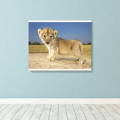 Uitzicht van de jonge leeuwenkub (Panthera leo), e Canvas Afdruk (Insitu (Houten vloer))