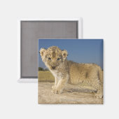 Uitzicht van de jonge leeuwenkub (Panthera leo), e Magneet (Voorkant / Achterkant)