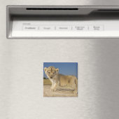 Uitzicht van de jonge leeuwenkub (Panthera leo), e Magneet (Insitu (Vaatwasser))