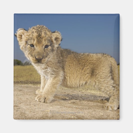 Uitzicht van de jonge leeuwenkub (Panthera leo), e Magneet (Voorkant)