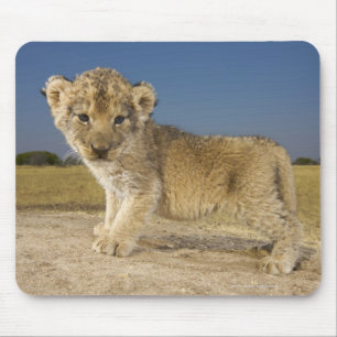 Uitzicht van de jonge leeuwenkub (Panthera leo), e Muismat