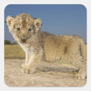 Uitzicht van de jonge leeuwenkub (Panthera leo), e Vierkante Sticker