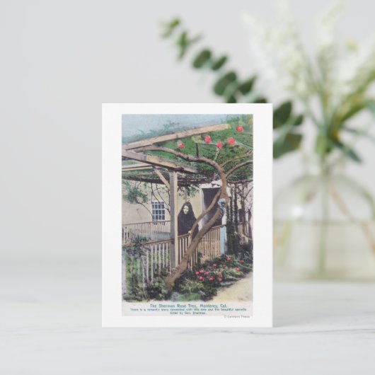 Uitzicht van de Sherman Roos TreeMonterey, CA Briefkaart (Staand voorkant)