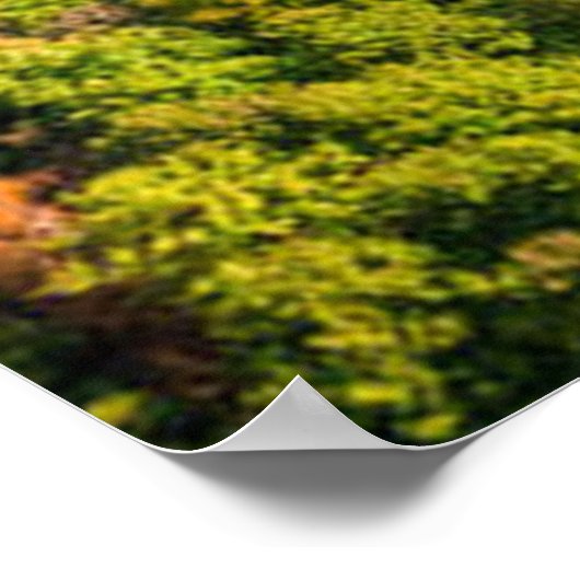 Uitzicht van de windrivier de Sunny Autumn Forest Poster (Hoek)