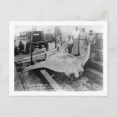 Uitzicht van een Caught Manray Briefkaart (Voorkant)