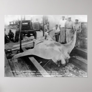 Uitzicht van een Caught Manray Poster