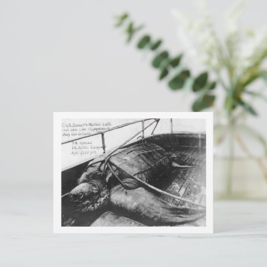 Uitzicht van een gigantische Zee schildpad in geva Briefkaart (Staand voorkant)