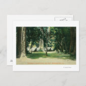 Uitzicht van een kamp in de kustmammoetbomen briefkaart (Voorkant / Achterkant)