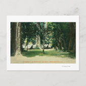 Uitzicht van een kamp in de kustmammoetbomen briefkaart (Voorkant)