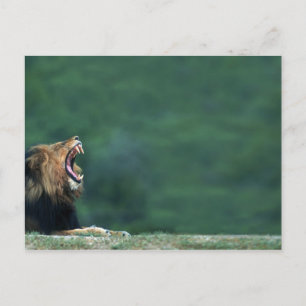Uitzicht van een leeuw (Panthera leo) die op de Briefkaart