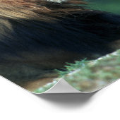 Uitzicht van een leeuw (Panthera leo) die zijn mon Poster (Hoek)