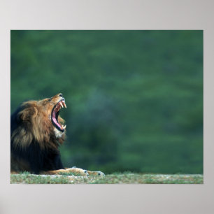 Uitzicht van een leeuw (Panthera leo) die zijn mon Poster