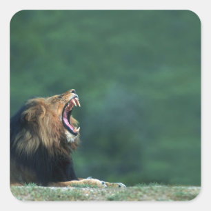 Uitzicht van een leeuw (Panthera leo) die zijn mon Vierkante Sticker