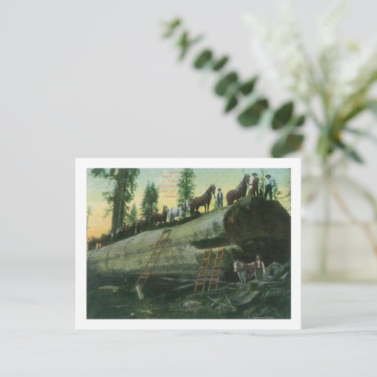 Uitzicht van een Loggingteam op een Gestorven sequ Briefkaart (Staand voorkant)