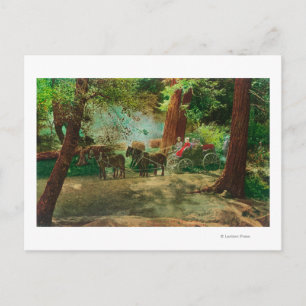 Uitzicht van een podium Coach tussen grote bomen Briefkaart