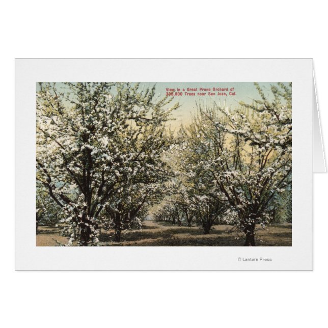Uitzicht van een Prune Orchard van 300.000 bomen (Voorkant Horizontaal)