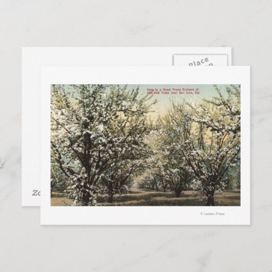 Uitzicht van een Prune Orchard van 300.000 bomen Briefkaart (Voorkant / Achterkant)