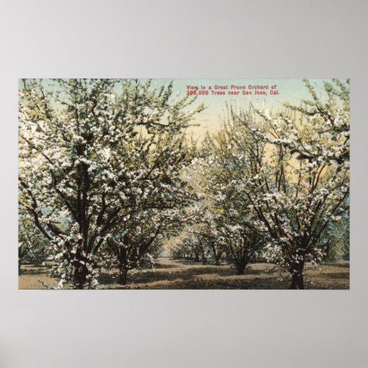 Uitzicht van een Prune Orchard van 300.000 bomen Poster (Voorkant)