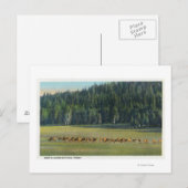 Uitzicht van een verpakking van Deer Grazing Briefkaart (Voorkant / Achterkant)