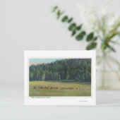 Uitzicht van een verpakking van Deer Grazing Briefkaart (Staand voorkant)