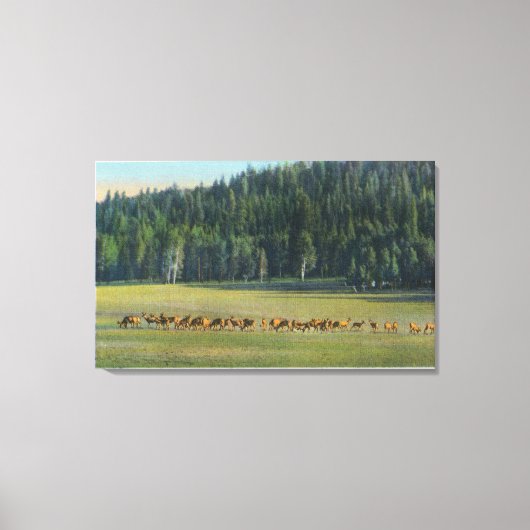 Uitzicht van een verpakking van Deer Grazing Canvas Afdruk (Voorkant)