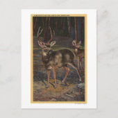 Uitzicht van een Wilde Buck & Doe Briefkaart (Voorkant)