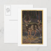 Uitzicht van een Wilde Buck & Doe Briefkaart (Voorkant / Achterkant)