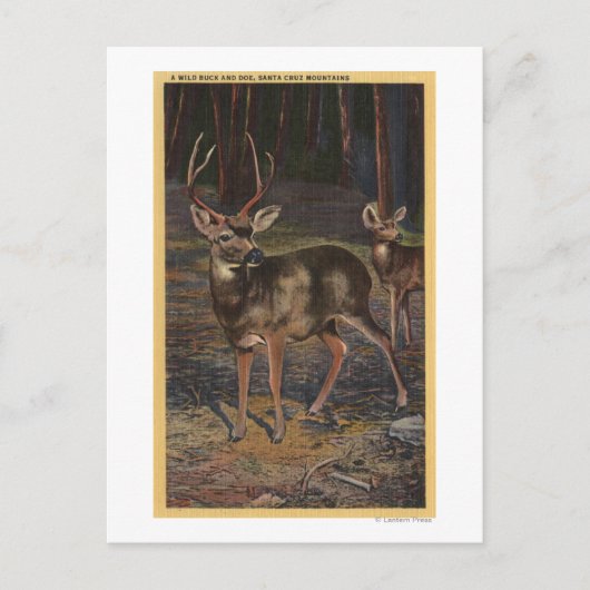 Uitzicht van een Wilde Buck & Doe Briefkaart (Voorkant)