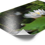 Uitzicht van Frog van Lily Foto Afdruk (Hoek)