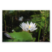 Uitzicht van Frog van Lily Foto Afdruk (Voorkant)