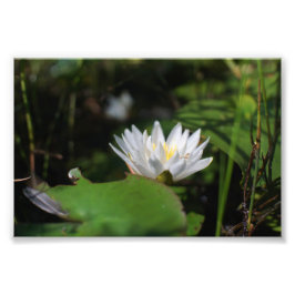 Uitzicht van Frog van Lily Foto Afdruk