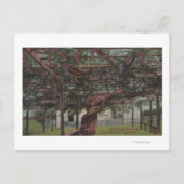 Uitzicht van gistdruiven briefkaart (Voorkant)