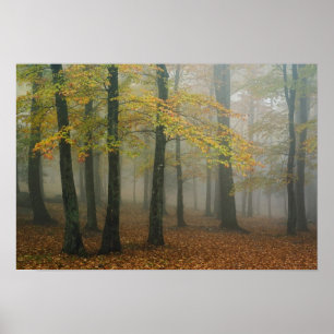 Uitzicht van het herfst van het bos, grootvader 3 poster