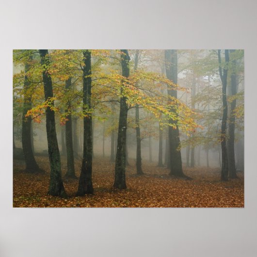 Uitzicht van het herfst van het bos, grootvader 3 poster (Voorkant)