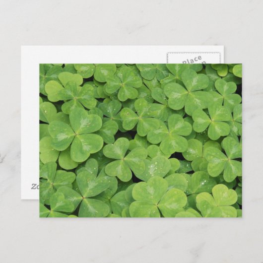 Uitzicht van het hout van Oxalis Oregana Sorrel Fo Briefkaart (Voorkant / Achterkant)