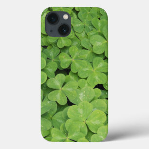 Uitzicht van het hout van Oxalis Oregana Sorrel Fo iPhone 13 Hoesje