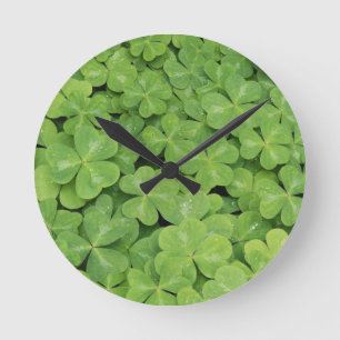 Uitzicht van het hout van Oxalis Oregana Sorrel Fo Ronde Klok