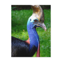 Uitzicht van het stakingsprofiel van het Cassuaire