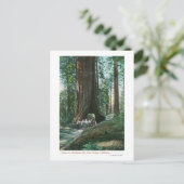 Uitzicht van het vervoer van paarden onder de Wawo Briefkaart (Staand voorkant)