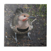 Uitzicht van het vogeloog van het noordelijke vlie tegeltje (Voorkant)